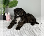 Small Photo #3 Bernedoodle (Miniature) Puppy For Sale in FRANKLIN, IN, USA