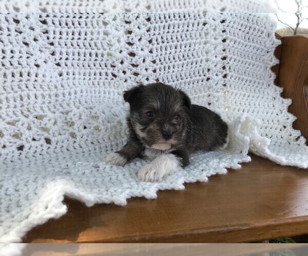 Medium Photo #5 Schnauzer (Miniature) Puppy For Sale in NIANGUA, MO, USA