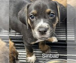 Small #1 Mutt