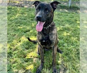 American Pit Bull Terrier-Unknown Mix Dogs for adoption in Conroe, TX, USA