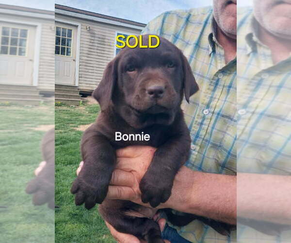 Medium Photo #4 Labrador Retriever Puppy For Sale in HARRISONBURG, VA, USA