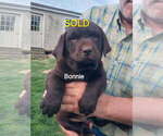 Small #3 Labrador Retriever