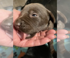 Labrador Retriever Puppy for sale in OSYKA, MS, USA
