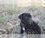 Puppy Red Cane Corso