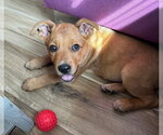 Small #1 Mastador