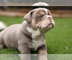 Small Photo #4 Olde English Bulldogge Puppy For Sale in MANSFIELD, GA, USA