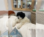 Small Photo #1 Maltipoo Puppy For Sale in GREENVILLE, NC, USA