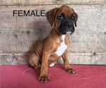 Small Boxer