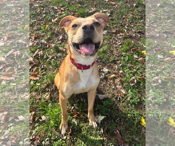 Medium Photo #2 Boxer-Unknown Mix Puppy For Sale in Gibbstown, NJ, USA