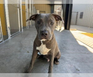 Mutt Dogs for adoption in Temple, TX, USA