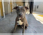 CHICKEN - Male Mutt Dog for Adoption - Small photo