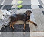 Small #4 Doberman Pinscher