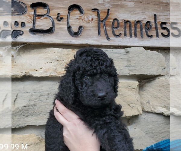 Medium Photo #3 Bernedoodle Puppy For Sale in CLARE, IL, USA