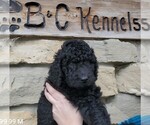Small Photo #3 Bernedoodle Puppy For Sale in CLARE, IL, USA