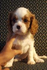 Cavalier King Charles Spaniel Puppy for sale in ROUND ROCK, TX, USA