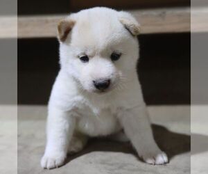 Shiba Inu Puppy for sale in CHARLES CITY, IA, USA