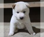 Small Shiba Inu