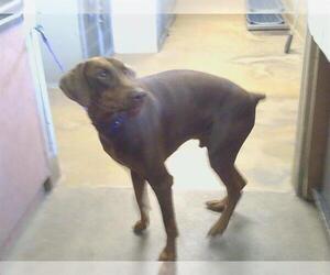 Doberman Pinscher Dogs for adoption in Sacramento, CA, USA