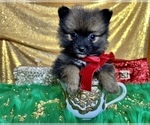 Small #6 Pomeranian