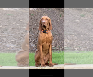 Father of the Vizsla puppies born on 04/10/2023