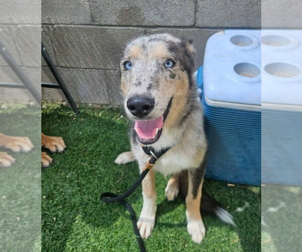 Medium Photo #3 Catahoula Leopard Dog-Collie Mix Puppy For Sale in Lakewood, CO, USA
