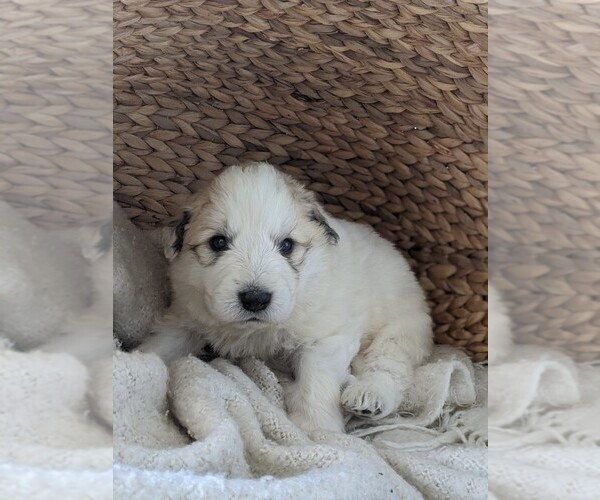 Full screen Photo #13 Great Pyrenees Puppy For Sale in FALCON, CO, USA