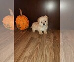 Small Photo #7 Maltese Puppy For Sale in LAPEER, MI, USA