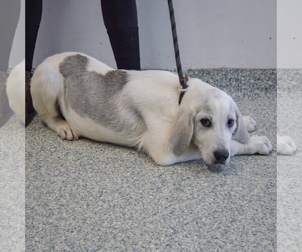 Medium Photo #4 Great Pyredane Puppy For Sale in Huntley, IL, USA