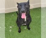 Small #1 Labrador Retriever Mix