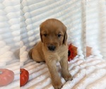 Puppy 7 Golden Retriever