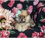 Small Photo #6 Pomeranian Puppy For Sale in OXFORD, PA, USA