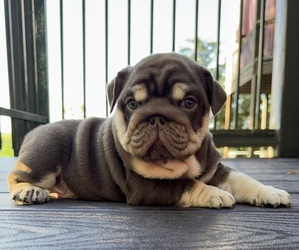 Bulldog Puppy for sale in RINGGOLD, GA, USA