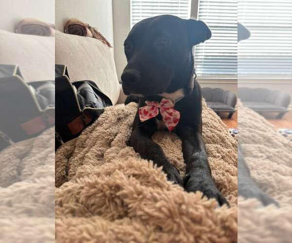 Medium Photo #3 Labrador Retriever-Unknown Mix Puppy For Sale in The Woodlands, TX, USA