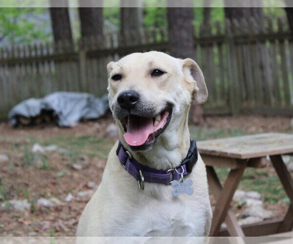 Medium Photo #1 Labrador Retriever-Unknown Mix Puppy For Sale in Holly Springs, NC, USA