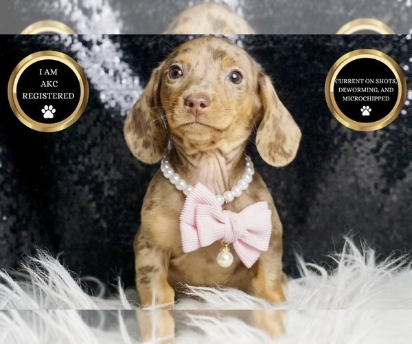 Medium Photo #6 Dachshund Puppy For Sale in WARSAW, IN, USA