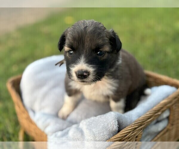 Medium Photo #3 Border Collie Puppy For Sale in MESA, WA, USA