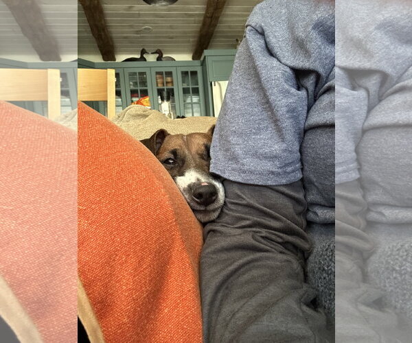 Medium Photo #4 Jack Russell Terrier Puppy For Sale in Lancaster, PA, USA