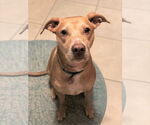 Small #9 American Staffordshire Terrier-Vizsla Mix