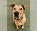 Small #1 Labrador Retriever Mix