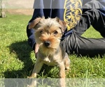 Small Yorkshire Terrier
