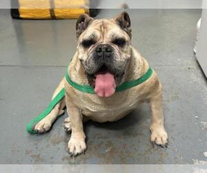 Bulldog Dogs for adoption in Big Bear City, CA, USA