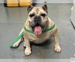 Small Bulldog