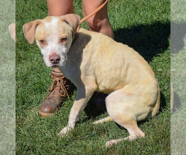 Medium Photo #10 American Staffordshire Terrier-Boxer Mix Puppy For Sale in Huntley, IL, USA