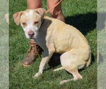 Small #9 American Staffordshire Terrier-Boxer Mix