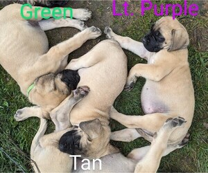 Mastiff Litter for sale in CHENANGO FORKS, NY, USA