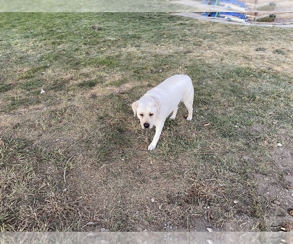 Medium Photo #9 Labrador Retriever Puppy For Sale in MOSES LAKE, WA, USA