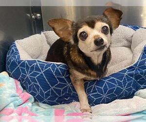 Chihuahua Dogs for adoption in Orange, CA, USA