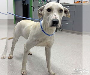 Medium Labrador Retriever Mix