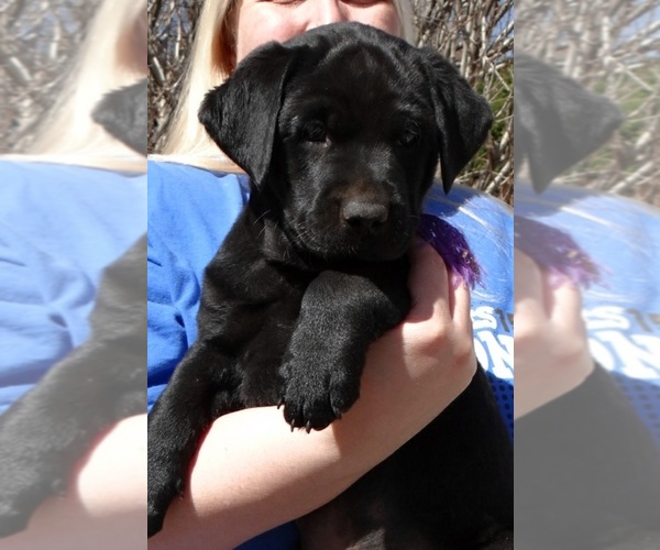 Medium Photo #1 Labrador Retriever Puppy For Sale in OVERLAND, KS, USA