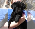 Small Photo #1 Labrador Retriever Puppy For Sale in OVERLAND, KS, USA